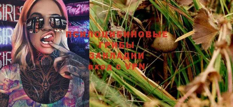 Псилоцибиновые грибы Psilocybine cubensis  Юрьев-Польский 